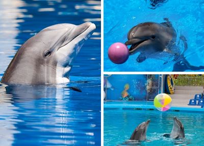 Antalya Delfin Show Foto