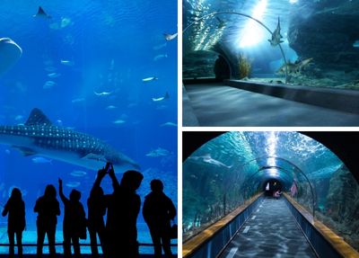 Belek Antalya Aquarium Foto